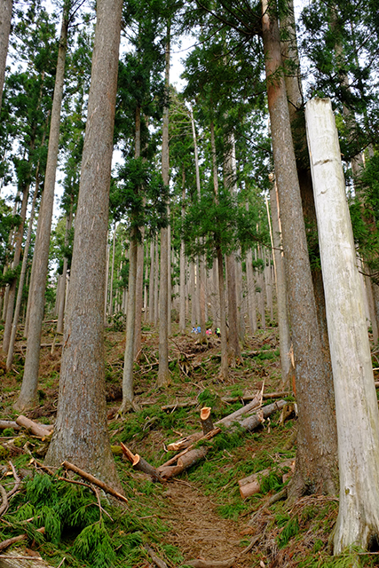 鍋割山登山道