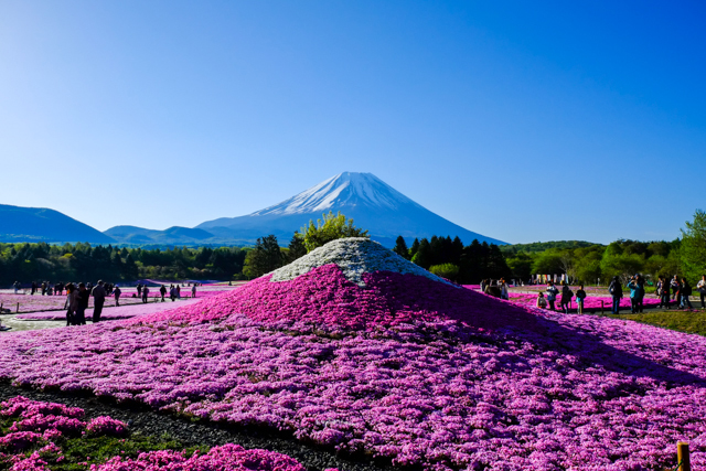 富士山と芝桜の富士山
