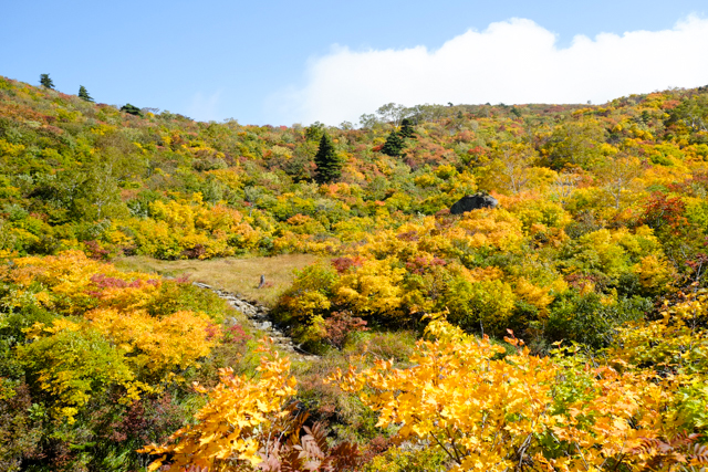栗駒山の苔花平の紅葉