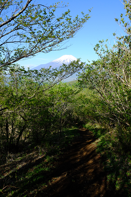 平尾山への登山道からの富士山