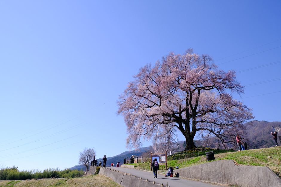 わに塚の桜。