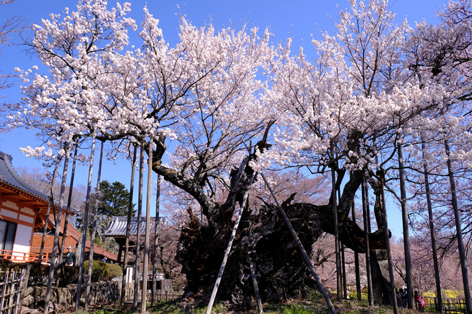 山高神代桜