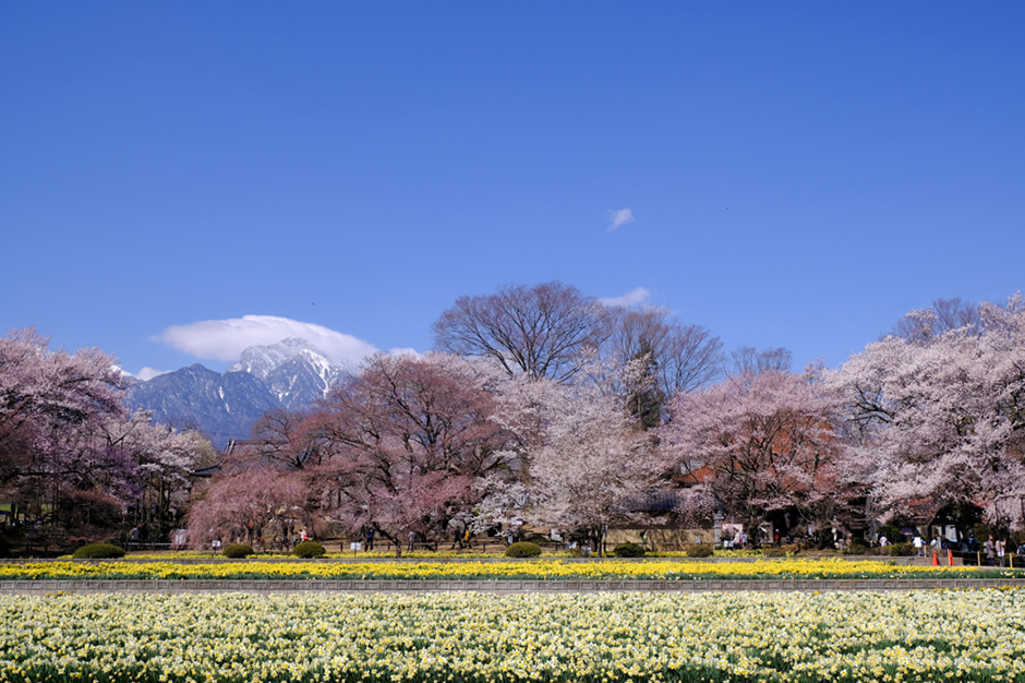 実相寺。水仙と桜と甲斐駒ヶ岳