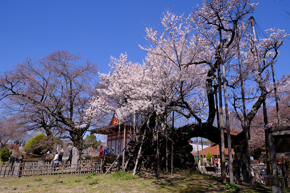 山高神代桜