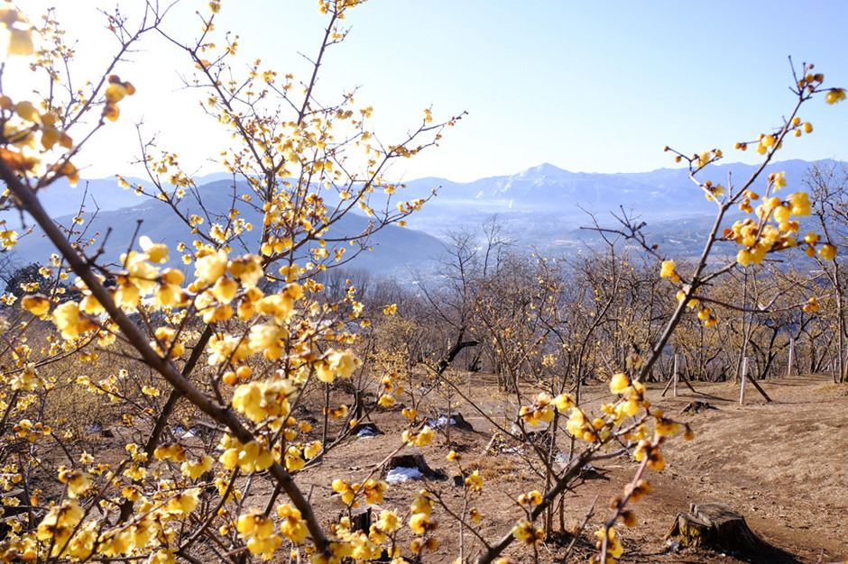 宝登山のろうばい園からの秩父