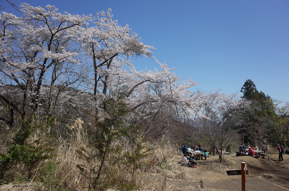 一丁平の桜