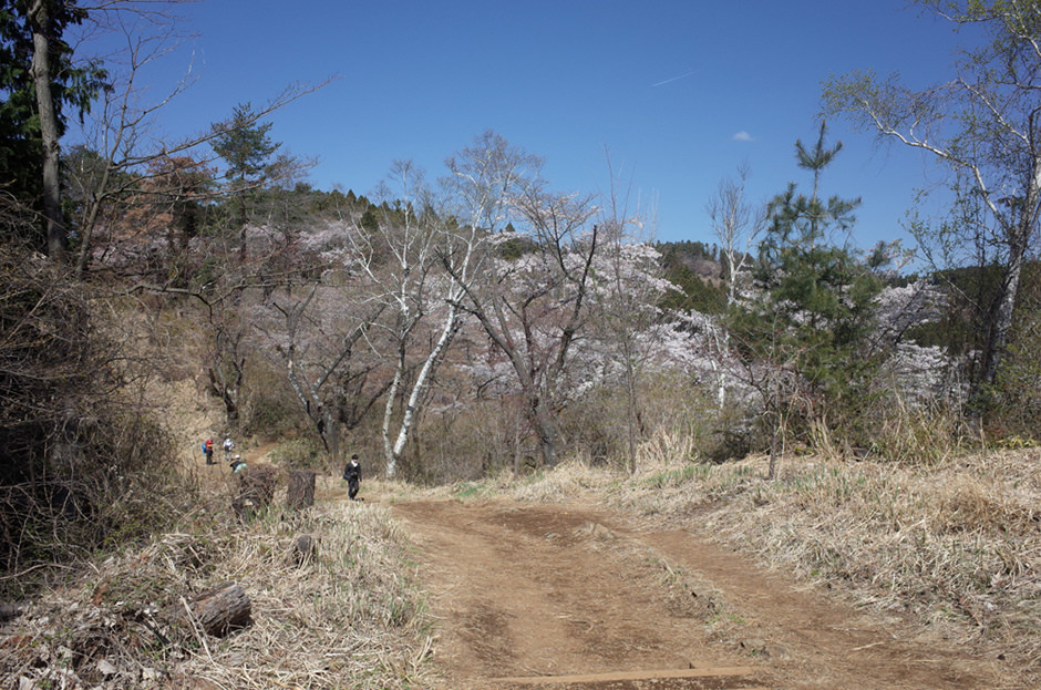 小仏城山へ続く登山道