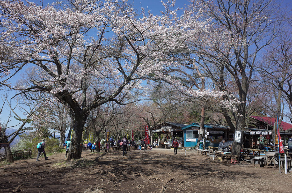 小仏城山の桜