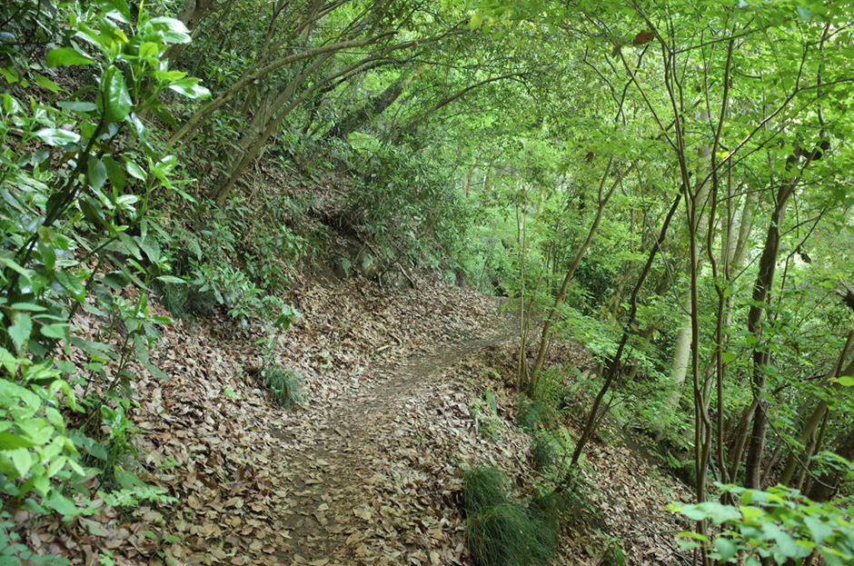 草戸山の登山道