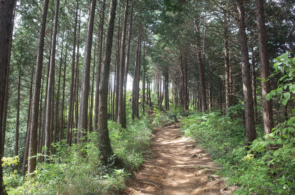 草戸山の登山道