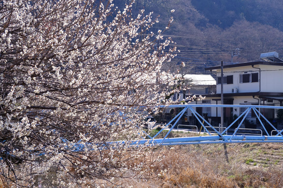 遊歩道梅林の梅