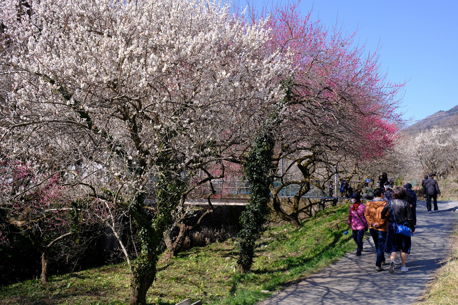 遊歩道梅林の梅