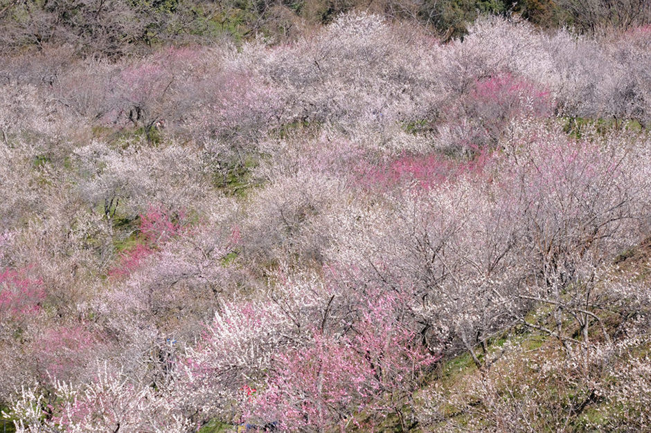 小下沢梅林