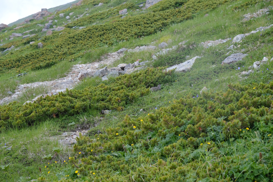 白馬山荘前にいた雷鳥