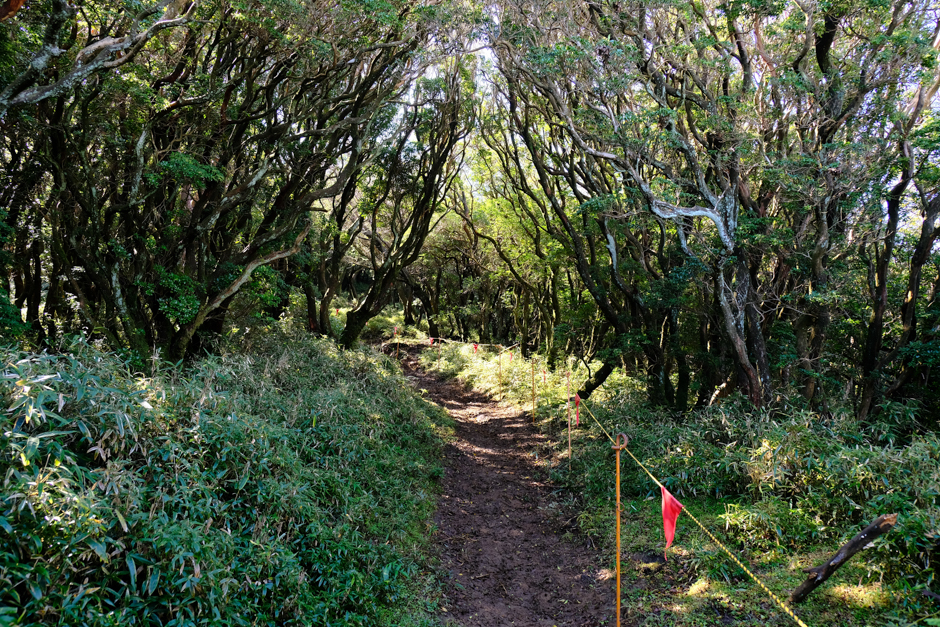 達磨山への登山道